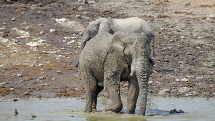 An African elephant splashes and bathes at a waterhole in Etosha National Park, Namibia.