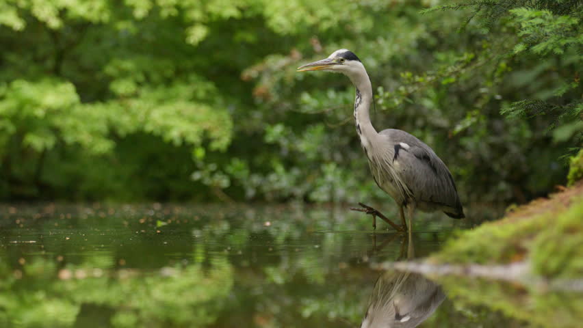 Grey heron crouched down scratching face with reflection in calm forest pond, tranquil green lush vegetation