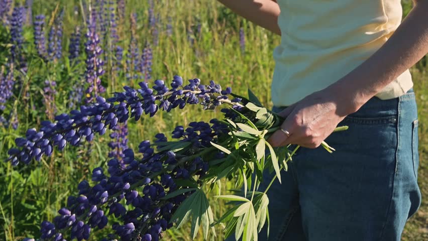 A person is picking wildflowers in a sunny field filled with purple blooms. This action represents a connection to nature and the joy of gathering flowers.