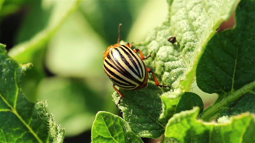 beetle on potato leaf
