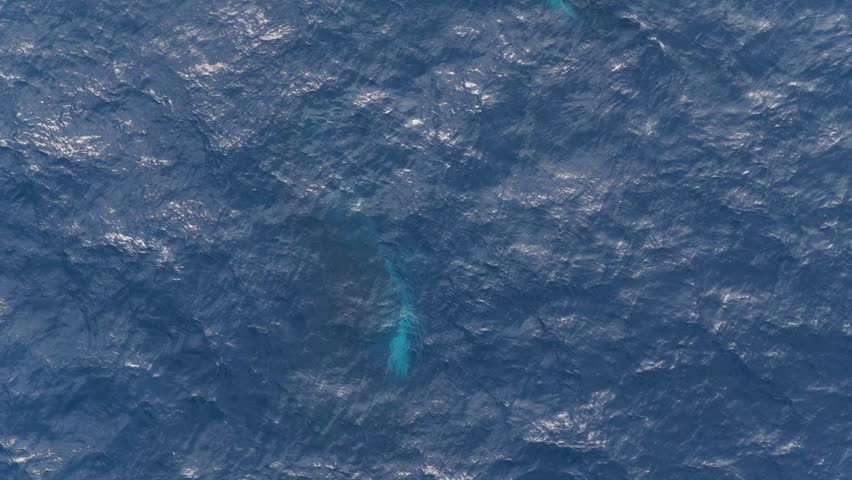 Aerial View Of Humpback Whale in Deep Ocean