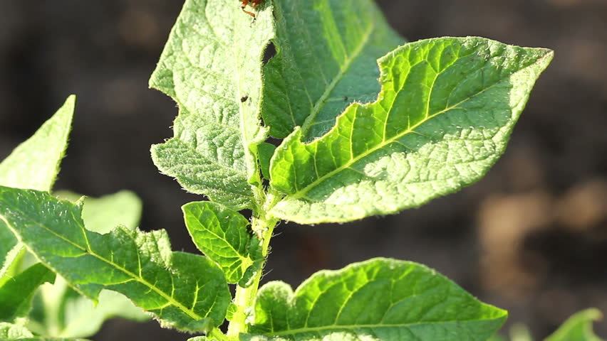 Colorado potato beetle on potato leaf
