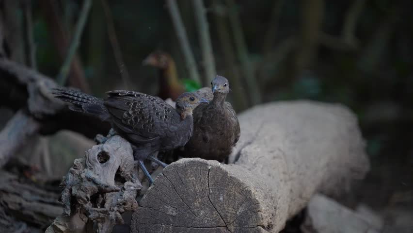 Grey Peacock Pheasant Polyplectron bicalcaratum Spectacled birds search for seeds on the ground in mountain forests.