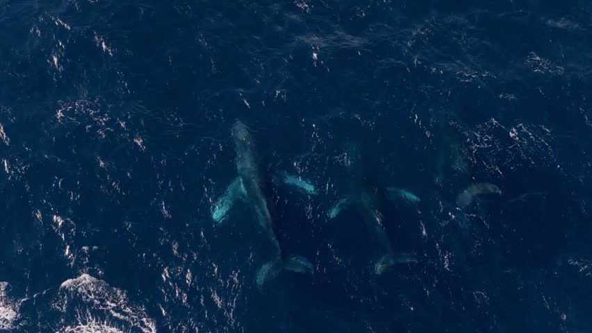 Aerial View Of Humpback Whale in Deep Ocean