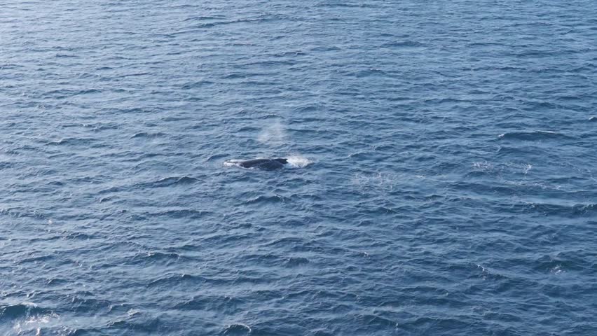 Aerial View Of Humpback Whale in Deep Ocean