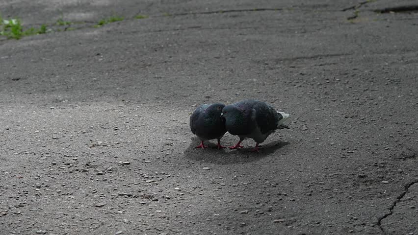 Two Urban Pigeons Cuddling on Pavement Close Together City Birds Showing Affection and Companionship.