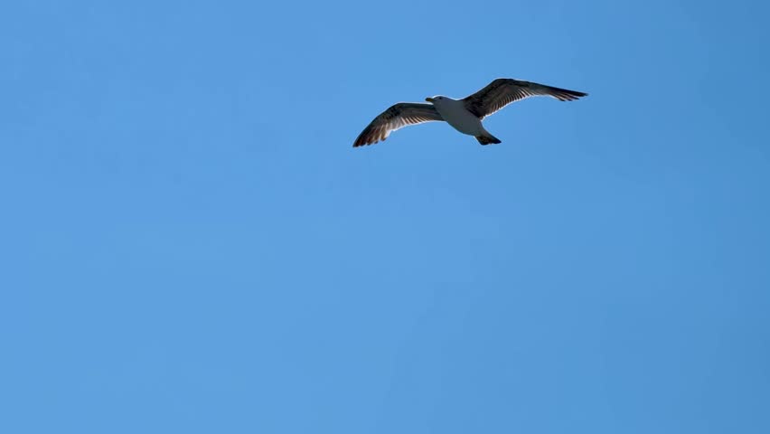 A seagull glides through the clear blue sky above the ocean. The sun shines brightly, and the bird spreads its wings wide while soaring.