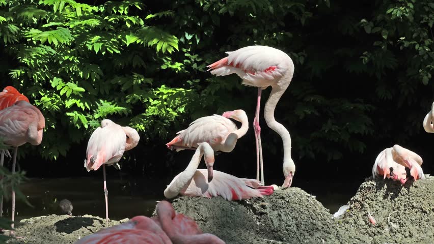 American Flamingo or Caribbean Flamingo, Phoenicopterus ruber. Flamingos are the only non-extinct bird in the order Phoenicopteriformes.