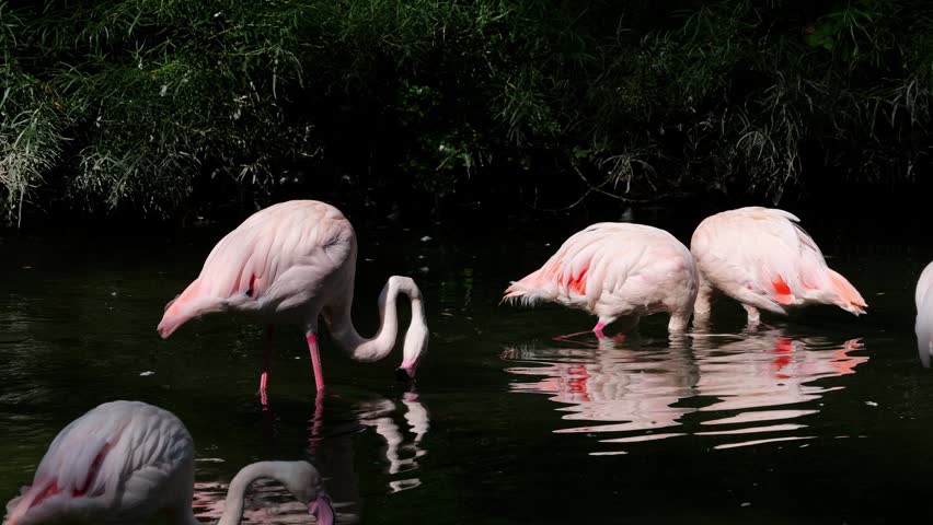 American Flamingo or Caribbean Flamingo, Phoenicopterus ruber. Flamingos are the only non-extinct bird in the order Phoenicopteriformes.