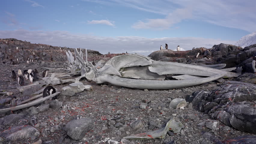 Humpback Whale Skeleton Among Penguins In Antarctica