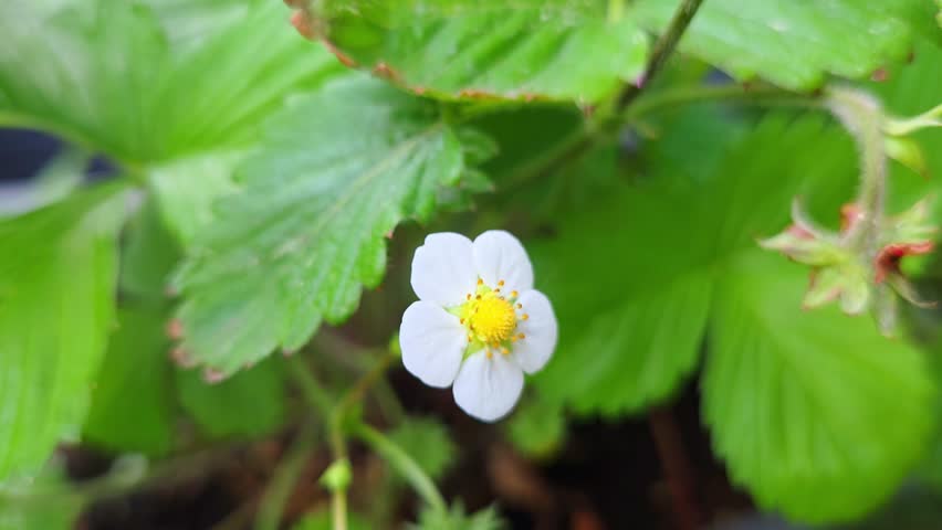 Close-up of a white strawberry flower with a yellow center, surrounded by lush green leaves, highlighting the intricate details of the plant in a garden