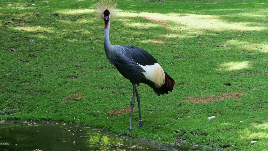 The Black Crowned Crane, Balearica pavonina is a bird in the crane family Gruidae.