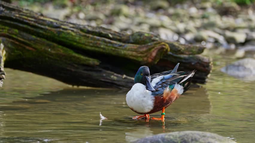 The northern shoveler, Spatula clypeata is a common and widespread duck. Here on a lake in Munich, Germany.