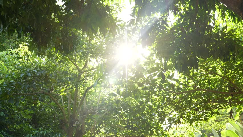 Sunlight pierces through tall green leaves. Rays glow warmly through dense tropical foliage. Lush plants frame a bright, natural scene. Vibrant greenery suggests tropical or jungle environment