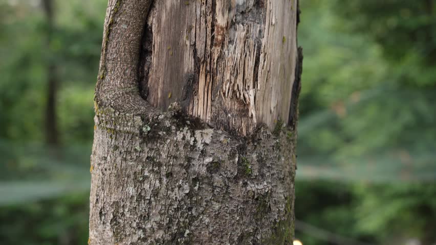 A close-up of a tree trunk with exposed, weathered wood where the bark has been damaged, highlighting natural healing and the effects of aging in a forest environment.