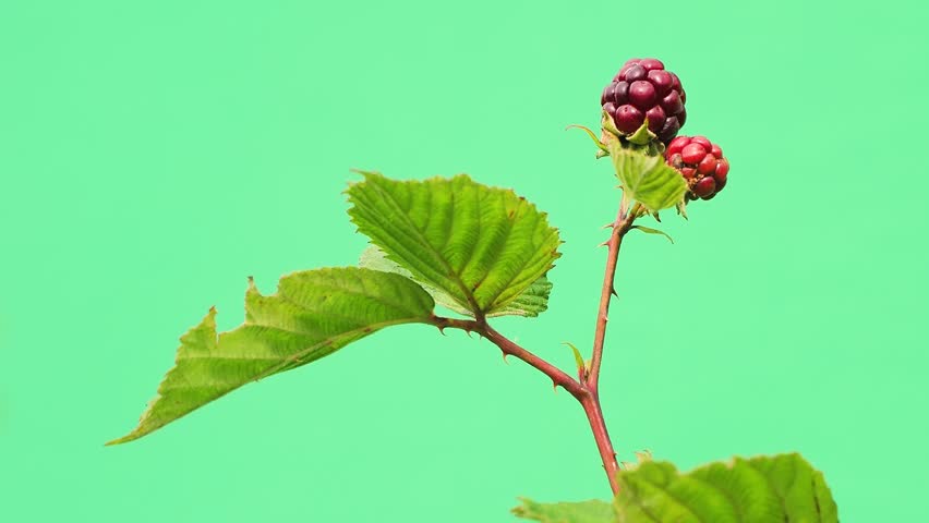 Blackberry branch with ripe and unripe berries on green screen.
