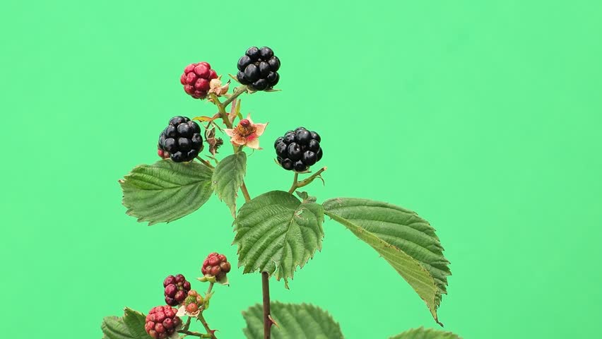 Blackberry branch with ripe and unripe berries on green screen.