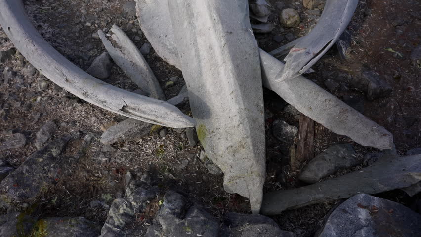 Humpback Whale Skeleton On Antarctic Shore