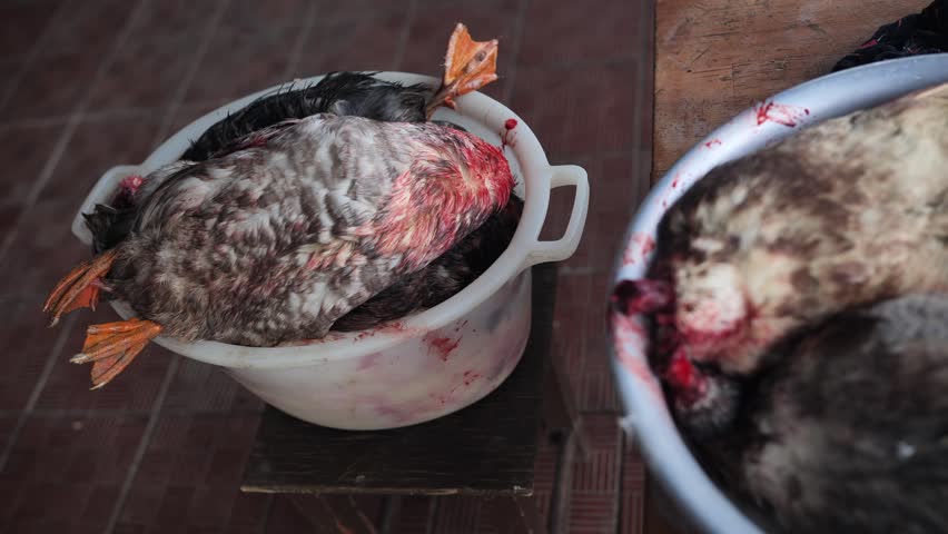 Butchered ducks and blood in basins during poultry preparation for market