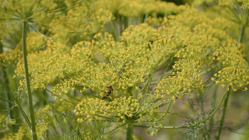 A flowering dill plant grows in the garden. Bees visit the bright yellow flowers. The plant shows its healthy growth in a sunny outdoor space.