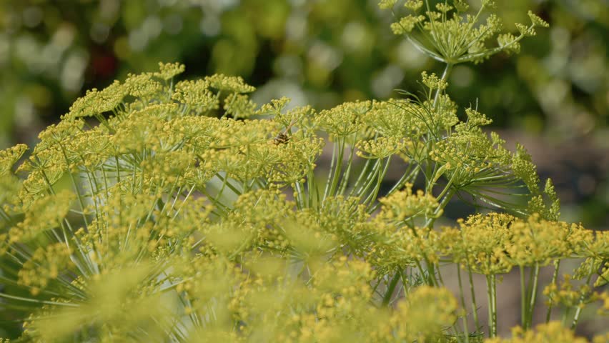 Dill plants are shown growing in a garden. The flowers are blooming, attracting insects. The setting is bright with other plants in the background during summer.