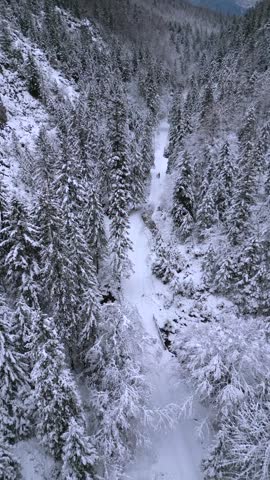 Aerial view of snowy forest trail with people walking along winter path surrounded by snow-covered trees and mountains, creating serene travel and nature scene.