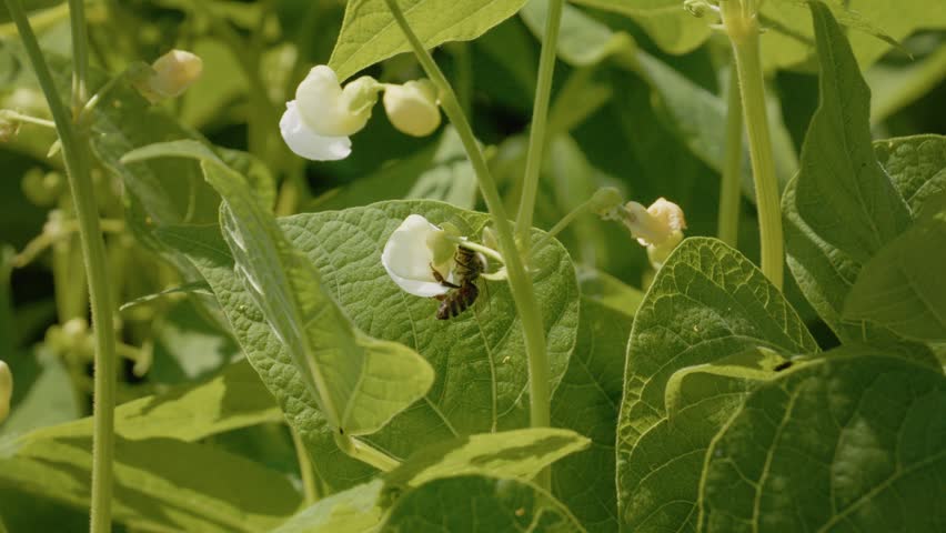A bee collects pollen from a flower on a bean plant in a garden. The sunlight shines on the leaves and flowers as the bee works.
