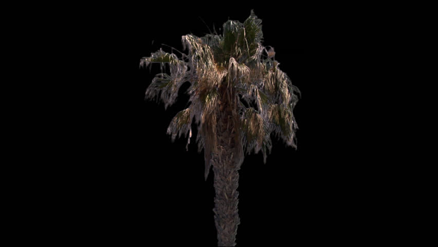Isolate palm tree with alpha matte