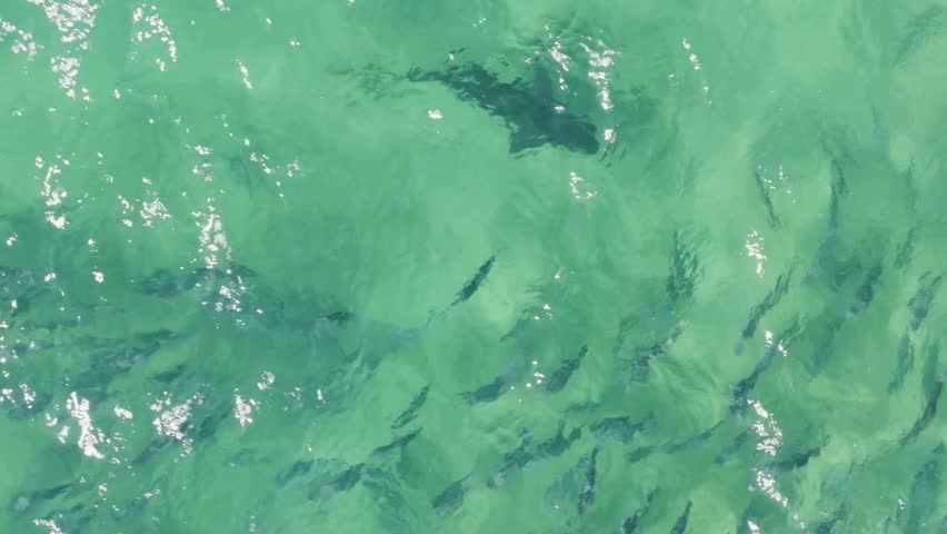 Cinematic View Of Shark in Deep Ocean