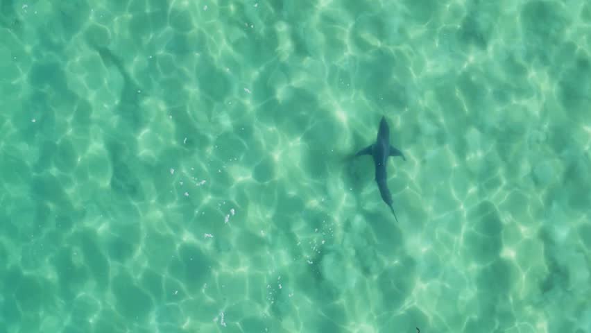 Cinematic View Of Shark in Deep Ocean