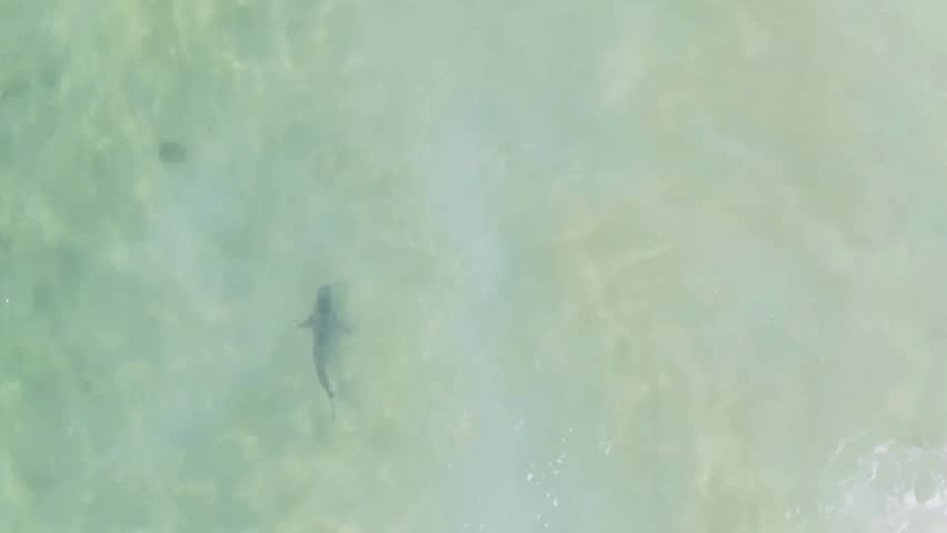 Cinematic View Of Shark in Deep Ocean