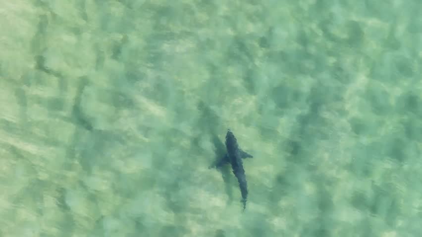 Cinematic View Of Shark in Deep Ocean