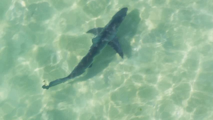 Cinematic View Of Shark in Deep Ocean