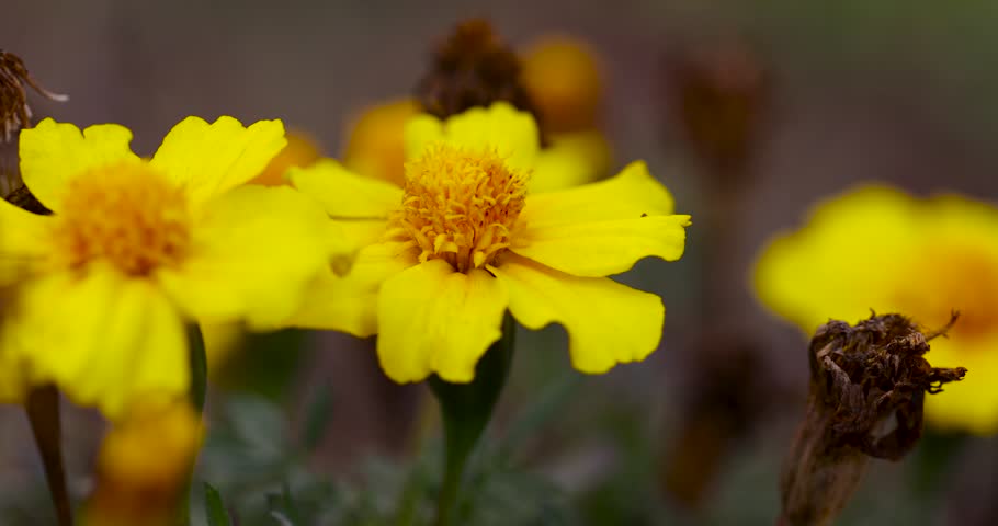 A yellow flower with a lush core, this flower is illuminated by direct sunlight against a background of green foliage.