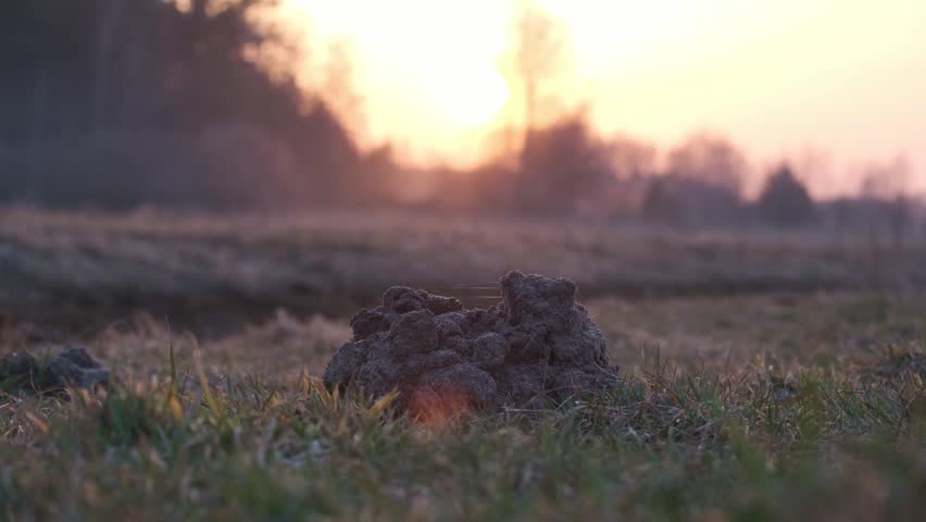Molehill on green grass field during golden hour sunset 