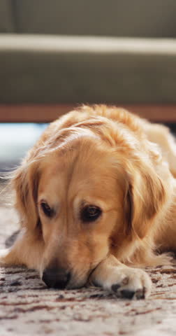 Relax, dog and lick paw in home for routine grooming, domestic comfort and canine companion. Adoption, cozy golden retriever and resting on carpet for pet care, animal behavior and furry best friend