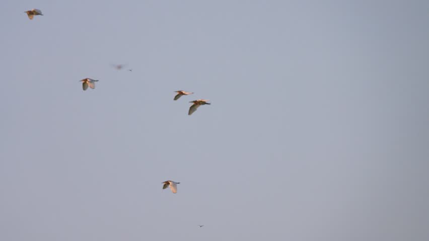 Flying Indian pond herons (Ardeola grayii), flock. Vietnam