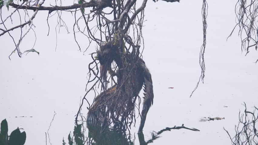 The bird got entangled in dry vines and died, sagging like a rag. The concept of a ridiculous death, gallows