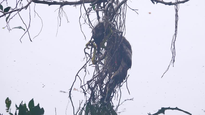 The bird got entangled in dry vines and died, sagging like a rag. The concept of a ridiculous death, gallows