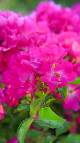 Summer garden, pink Red flowers - French rose (Rosa gallica L.), vertical video