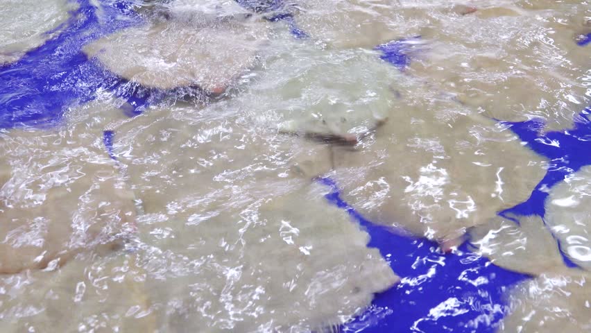 Wet markets in Southeast Asia. Sale of live flounders in aeration water cages. Chinese sole (Microstomus pacificus). Vietnam