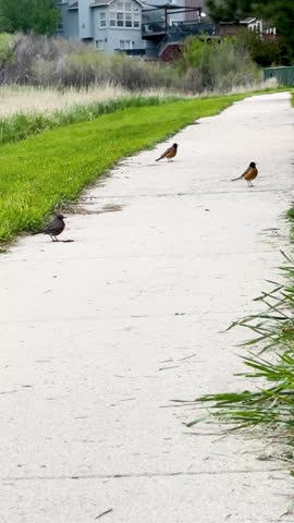 Robins eating worms on an early morning 