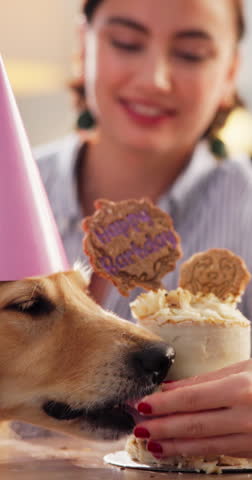 Lick, girl and dog in home with birthday cake, eating snack and happy for adoption milestone. Pet owner, hungry and feeding golden retriever in lounge for celebration, bonding and treat at party