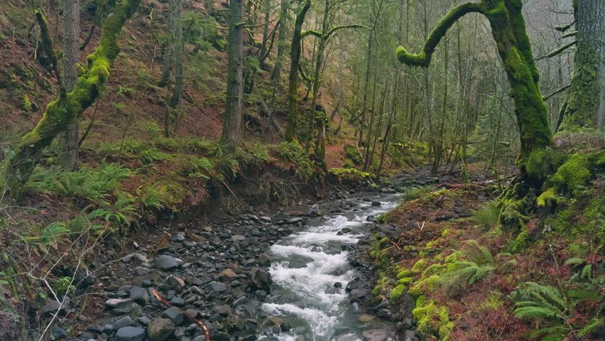Fast flowing forest creek winding through mossy banks and rocky channel beneath trees, pan right