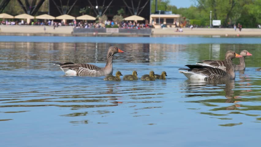 Greyland geese family with small goslings swimming in a lake with a public beach background. Slow motion 4K footage shows urban wildlife coexistence and public health or water sanitation concepts