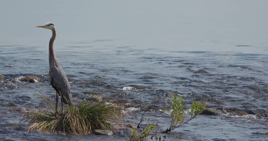 A great blue heron stands calmly in rushing water