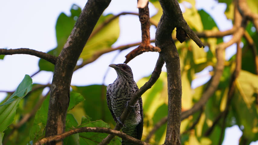 Ultra HD 4K video of an alert female Asian Koel bird with patterned spotted plumage hopping along a tree branch in the canopy