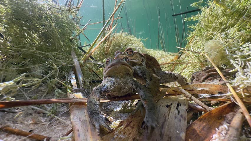 Underwater shot of male Common Toads (Bufo bufo) lying at the bottom of the lake in Estonia.