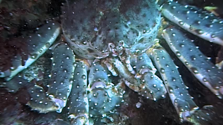 Witness a grand Red King Crab, Paralithodes Camtschaticus, navigating the chilling Arctic ocean.