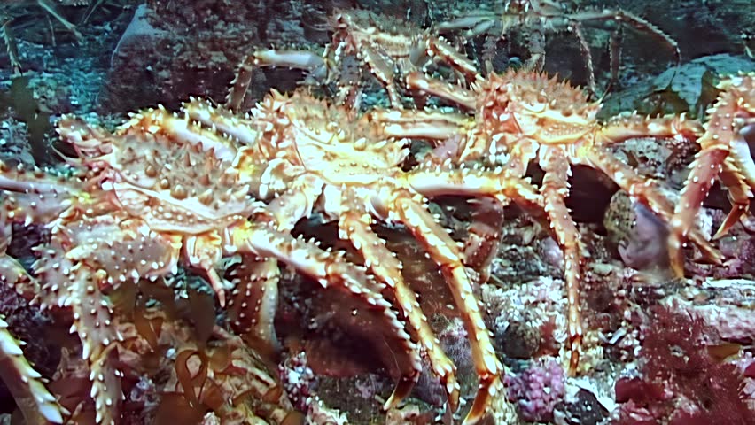 Majestic Red King Crabs, Paralithodes Camtschaticus, undertake a grand migration across the Arctic seabed. Watch their silent march through the ocean